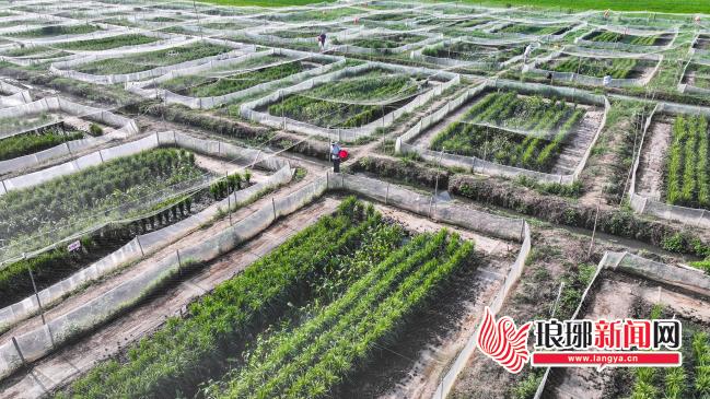 共富试验片区：沂蒙片区化面向未来再升级